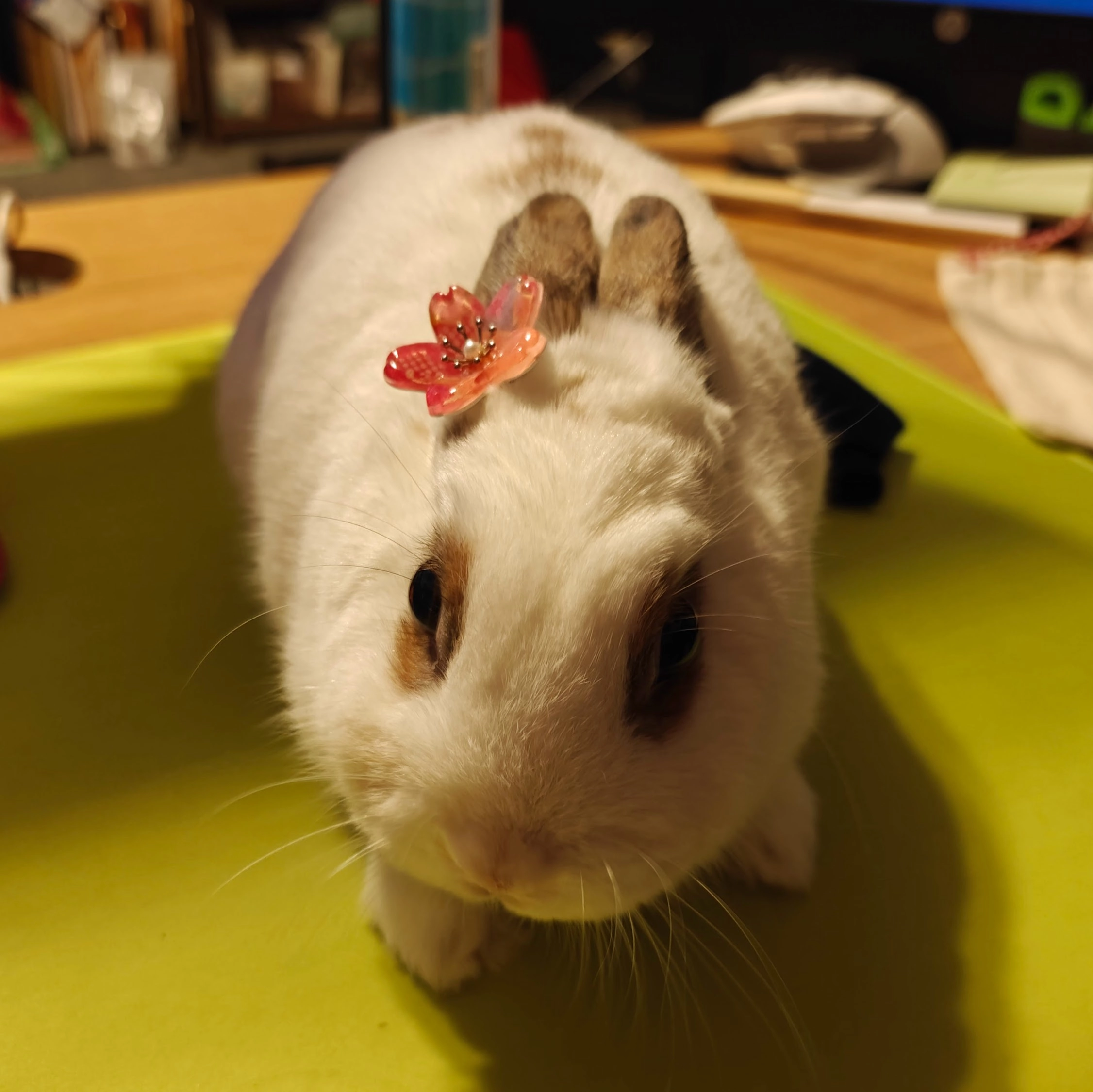 Hello world!